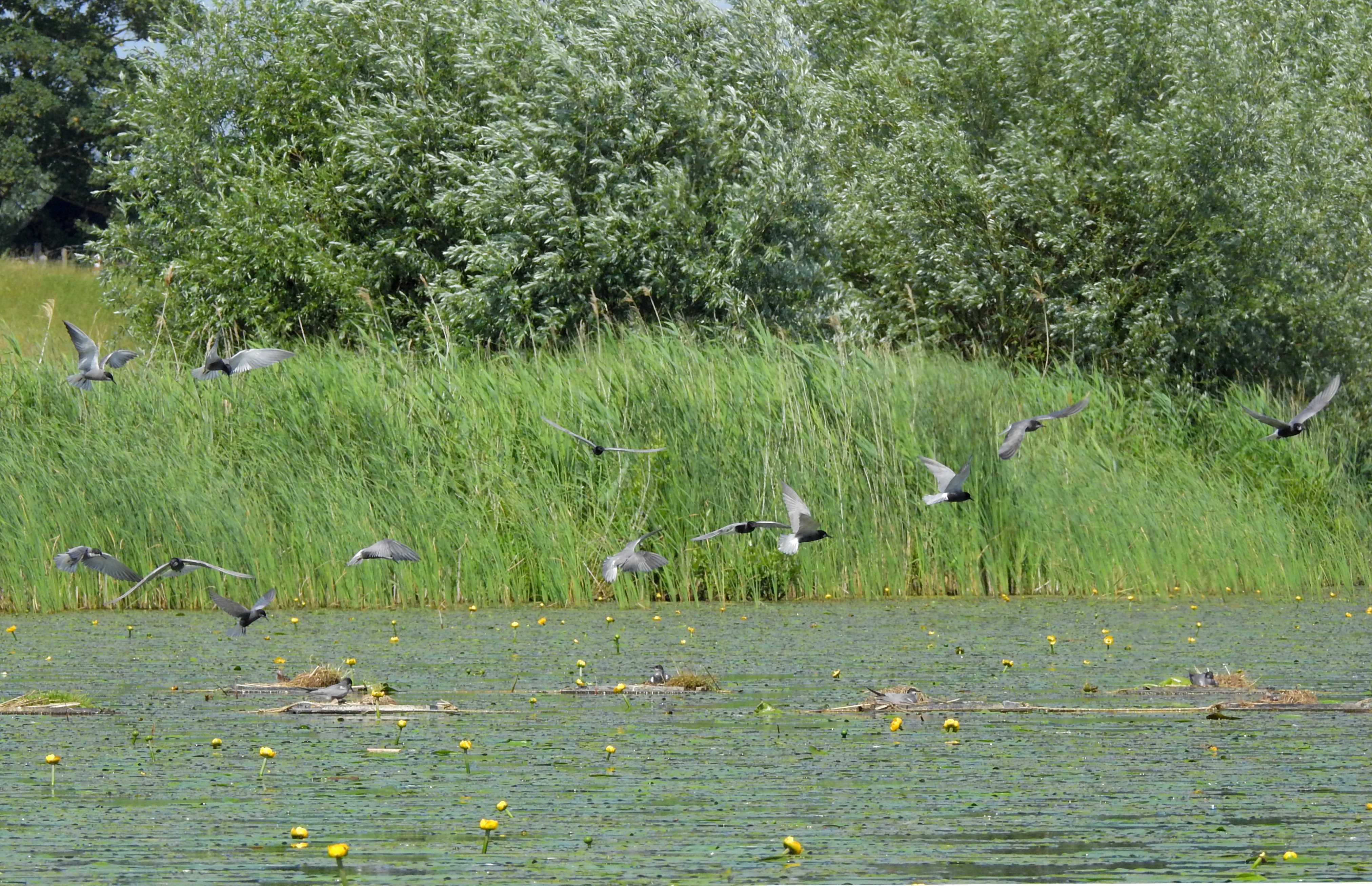 zwarte sterns Schellerwade kopie